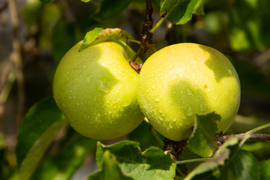 Malus domestica-vrucht-groen-190828-3