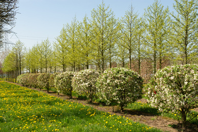 malus-evereste-150-175-bol-180420-7-lentebeeld