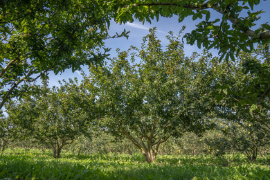 Mespilus germanica 'Westerveld' 350-400-HM-220912-4