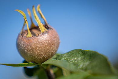 Mespilus germanica 'Westerveld'-vrucht-220912-8