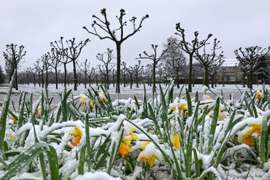 Narcissen en Platanen in de sneeuw-200226-1