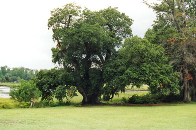 Oldest Oak