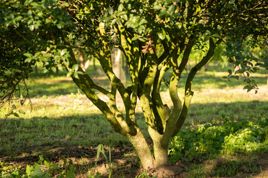 Osmanthus x burkwoodii-bast-stammen-181203-1