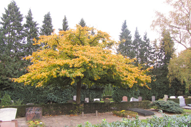 PAPERSIC-begraafplaats Bilthoven