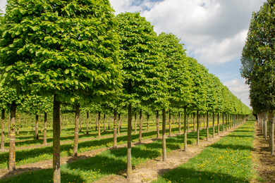 Parrotia persica-Hbij-303540-2-2