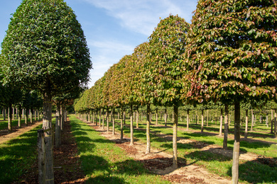 Parrotia persica-Hbij-4050-190823-1