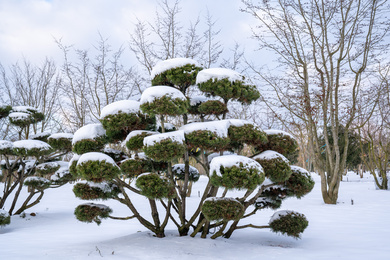 PIMMUGO-bonsai-175200-210209-2-winterbeeld