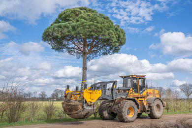 Pinus sylvestris pinea rooien rooimachine-