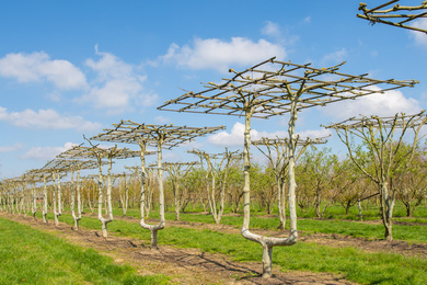 PLHISPAN-zitboom-190405-4