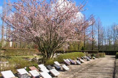 prunus Rhijnhof Leiden