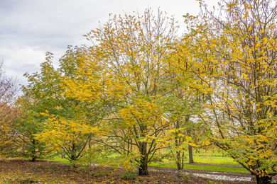 Pterocarya fraxinifolia 1000-1200-BEVKLIMB-231109-2
