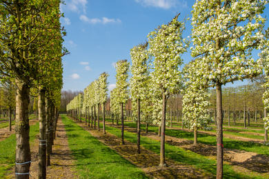 Pyrus calleryana 'Chanticleer' 35-40-HLscherm-190405-1-lentebeeld