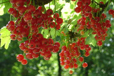 red-currant-4129-pixabay
