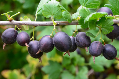 Ribes × nidigrolaria Jostabes-vrucht-220816-1