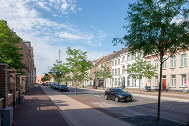 Roermond-Godsweerdersingel-gleditsia-8