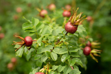 Rosa pimpinellifolia-haag-vrucht-210628-2