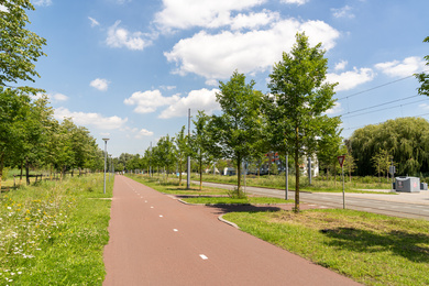 Rotterdam-Burgemeester Oudlaan-Tilia pumila-200713-1