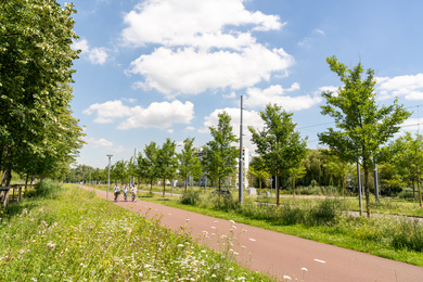 Rotterdam-Burgemeester Oudlaan-Tilia pumila-200713-2