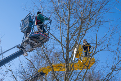 Snoeien-hoogwerker-winter-210211-5