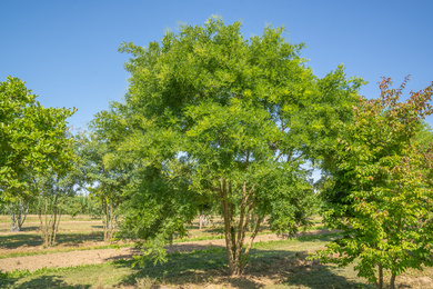 STJREGEN-HM-500600-220714-2-zomerbeeld