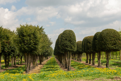 TABACCAT-topiary-mix-3