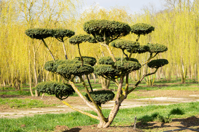 TACUSPID-bonsai-200250-190318-43
