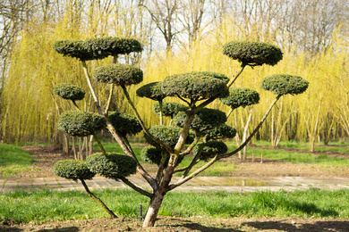 TACUSPID-bonsai-200250-190318-44