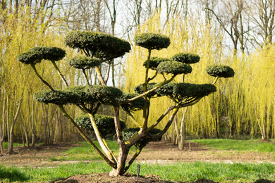 TACUSPID-bonsai-200250-190318-46