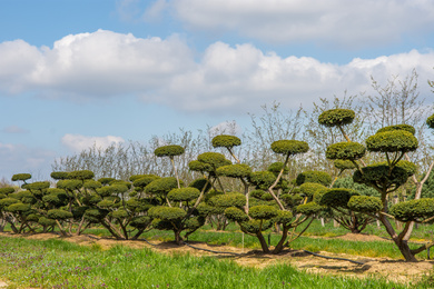 TACUSPID-bonsai-200250-190405-55