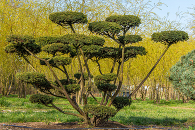 TACUSPID-bonsai-200250-200317-1