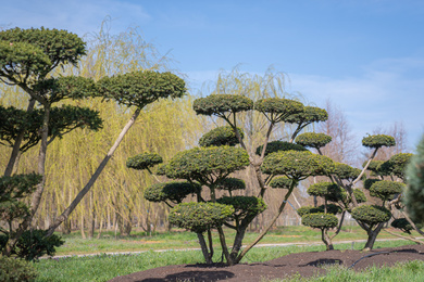 TACUSPID-bonsai-200250-210330-3-lentebeeld