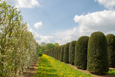 Taxus Baccata-bij-300400-5