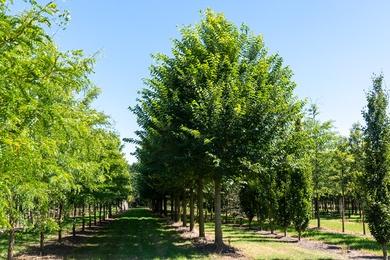 Ulmus 'New Horizon' 60-70-H-200731-3-zomerbeeld
