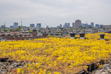 Urban_Jungle_Project_Boomveer_Amsterdam_Camperstraat-220621-124