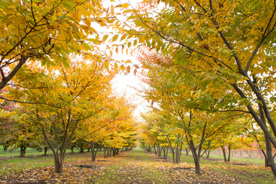 zelkova-serrata-300-350-hm-161026-5-herfstbeeld
