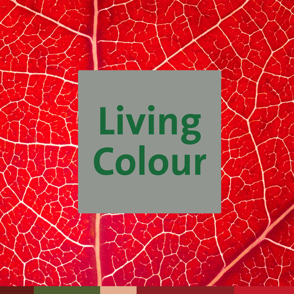Living Colour