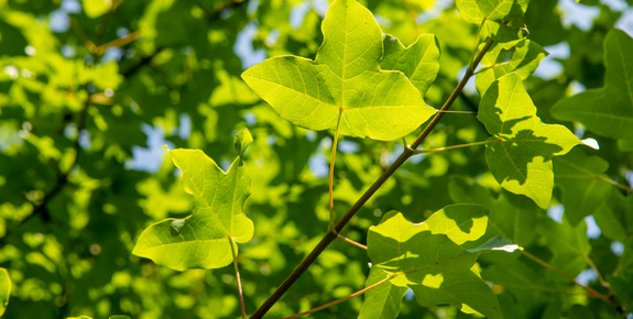 Stadsgroen 2021 soortentabel