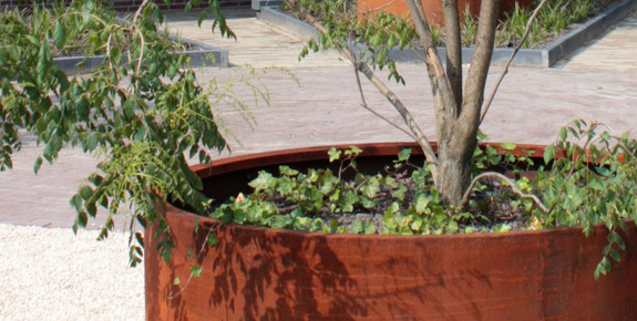 Trees in containers
