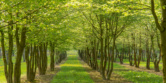 Meerstammige bomen