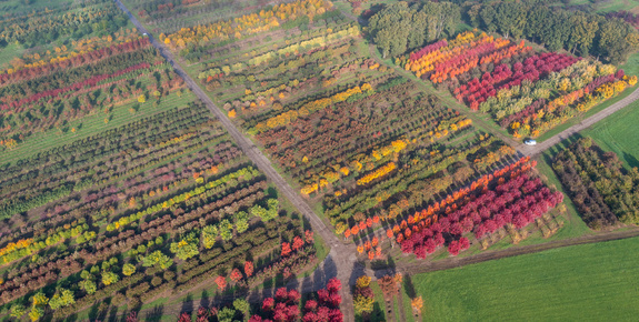 Large assortiment des arbres