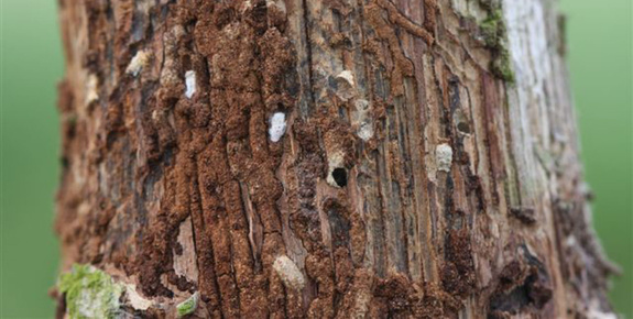 Oak bark beetle