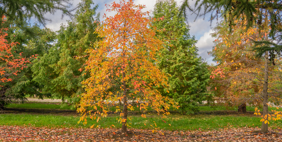 Guide des arbres à formes