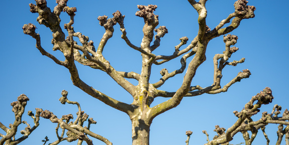 Guide des arbres formés