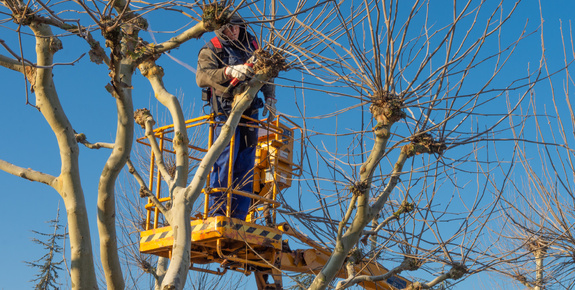 Pruning guide