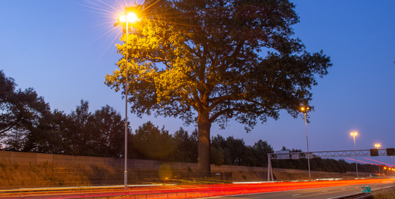 Afstand bomen en openbare verlichting