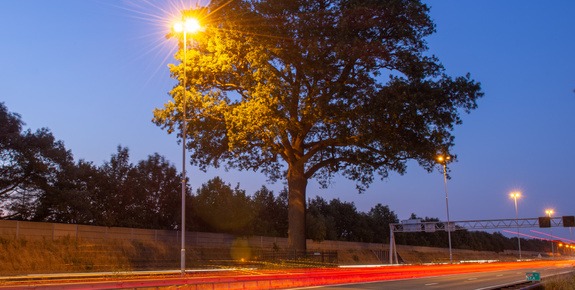 Bäume und Straßenbeleuchtung