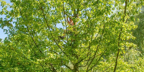 Climbing trees