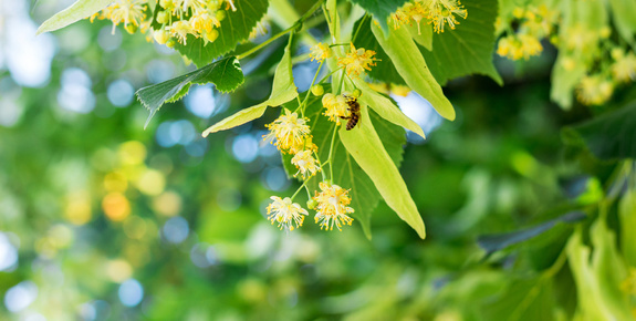 Poster Bienenbäume