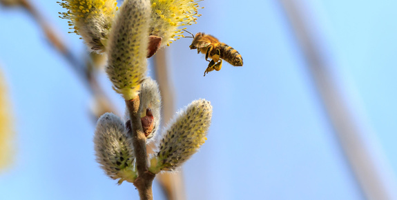 Bäume für Bienen