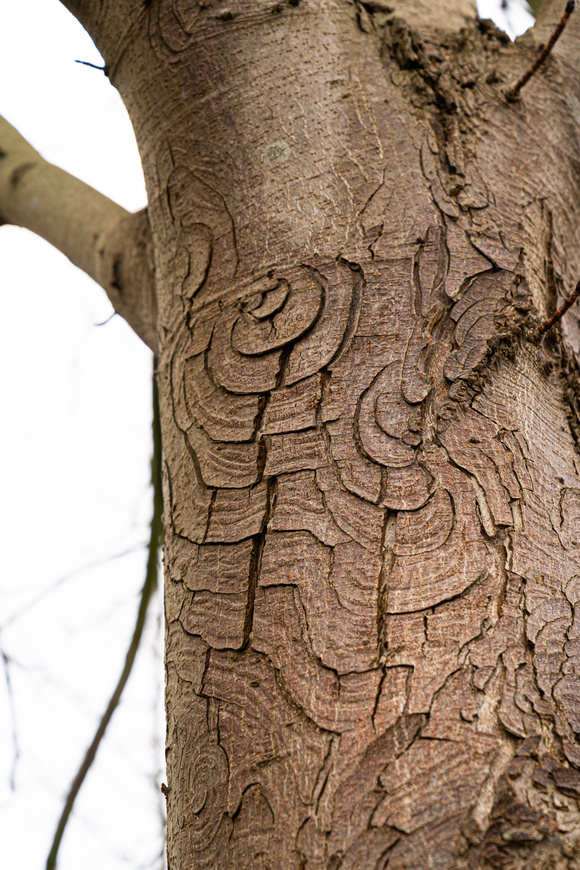 Schimmelinfecties en bacteriën